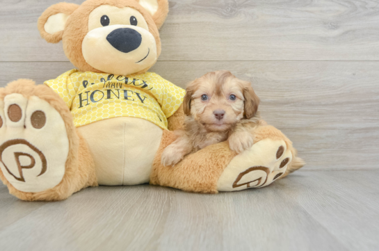 Best Mini Aussiedoodle Baby