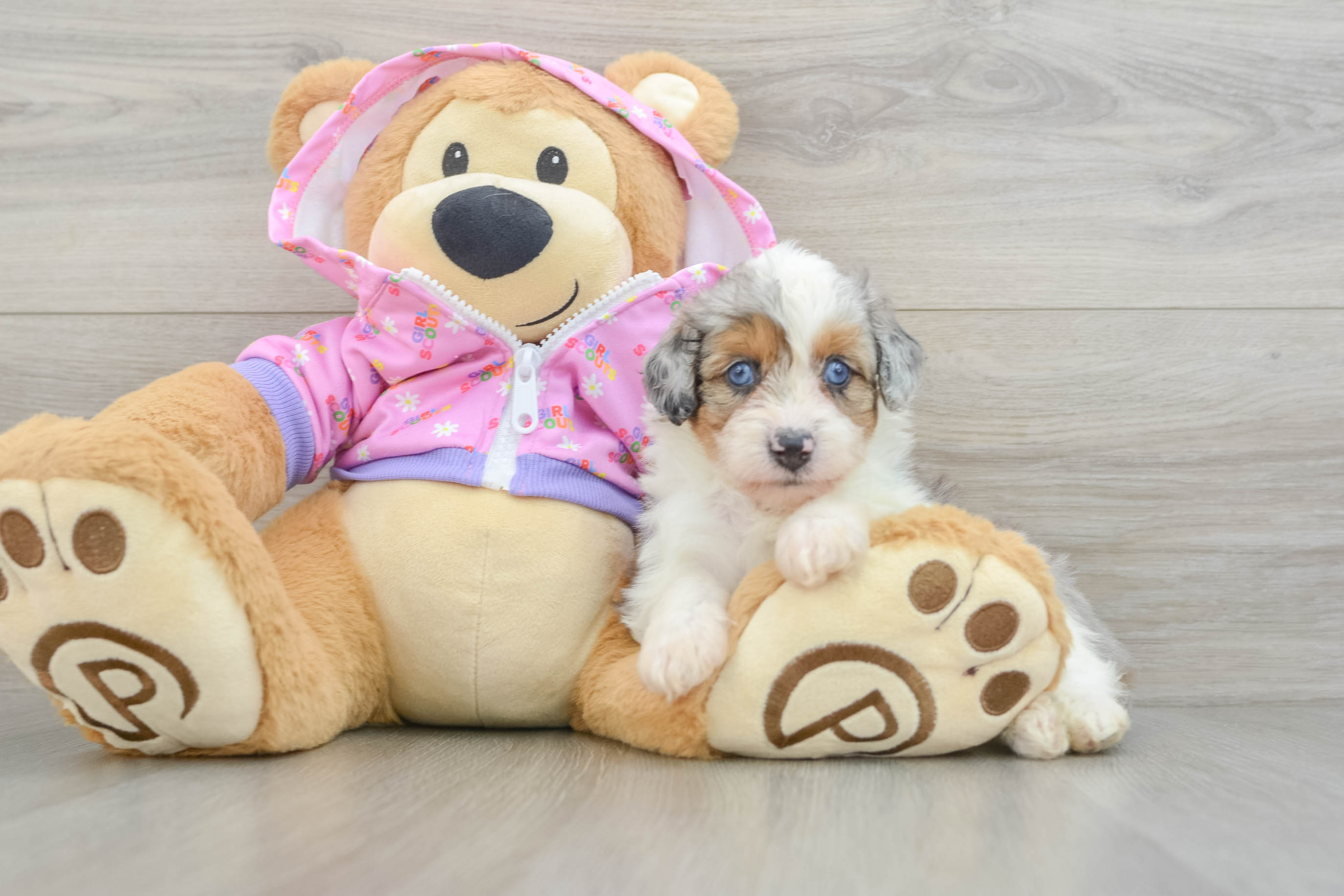 Cute Mini Aussiedoodle Baby