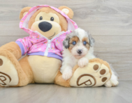 8 week old Mini Aussiedoodle Puppy For Sale - Puppy Love PR