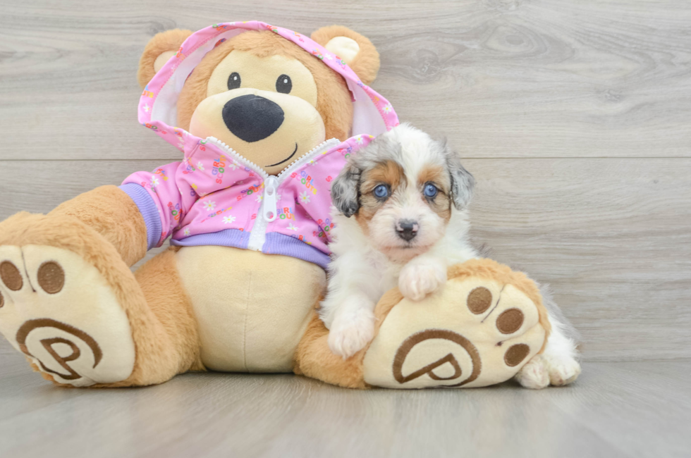 5 week old Mini Aussiedoodle Puppy For Sale - Puppy Love PR