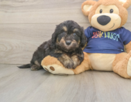 8 week old Mini Aussiedoodle Puppy For Sale - Puppy Love PR