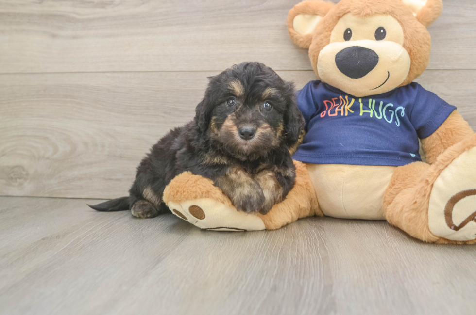 5 week old Mini Aussiedoodle Puppy For Sale - Puppy Love PR