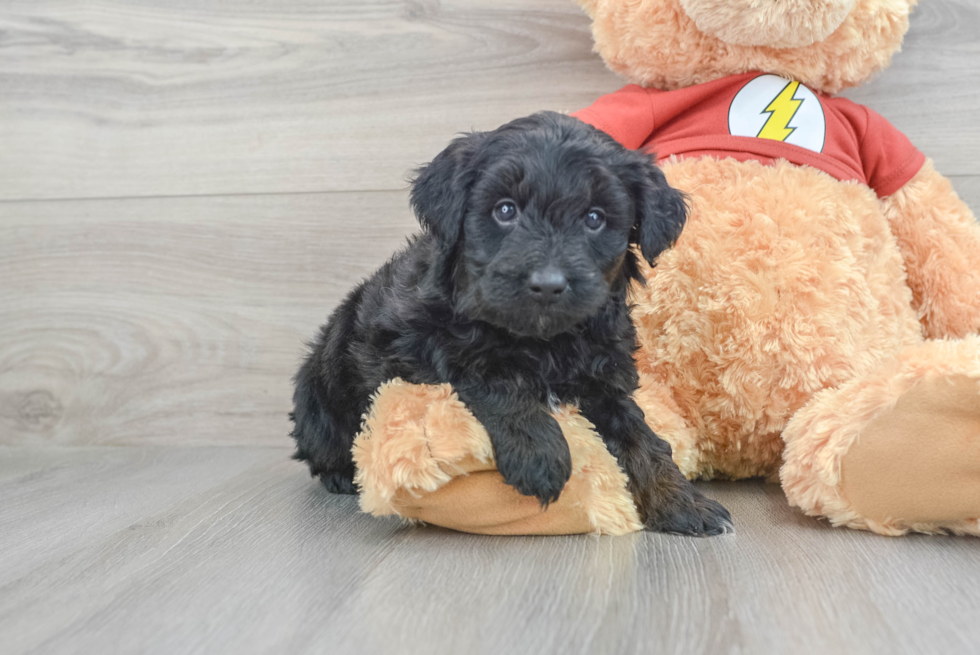 Friendly Mini Aussiedoodle Baby