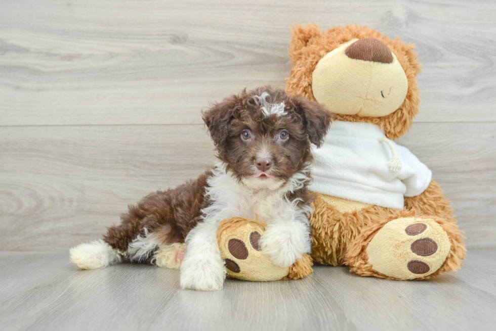 Best Mini Aussiedoodle Baby