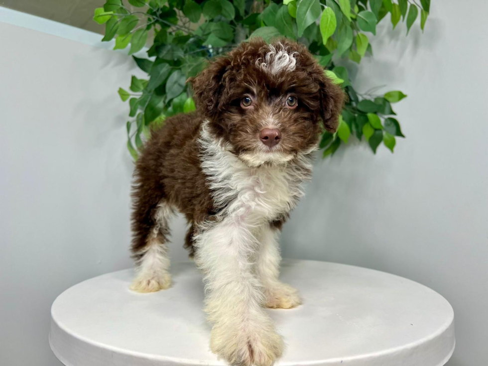 Mini Aussiedoodle Puppy for Adoption