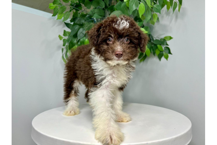 Meet Sisco - our Mini Aussiedoodle Puppy Photo 1/4 - Puppy Love PR Mini Aussiedoodle Puppy for Adoption