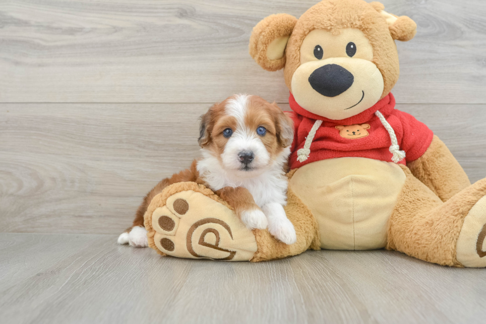 Mini Aussiedoodle Pup Being Cute