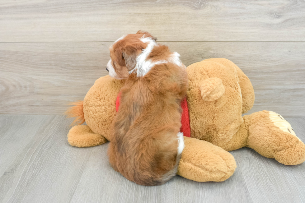 Fluffy Mini Aussiedoodle Poodle Mix Pup