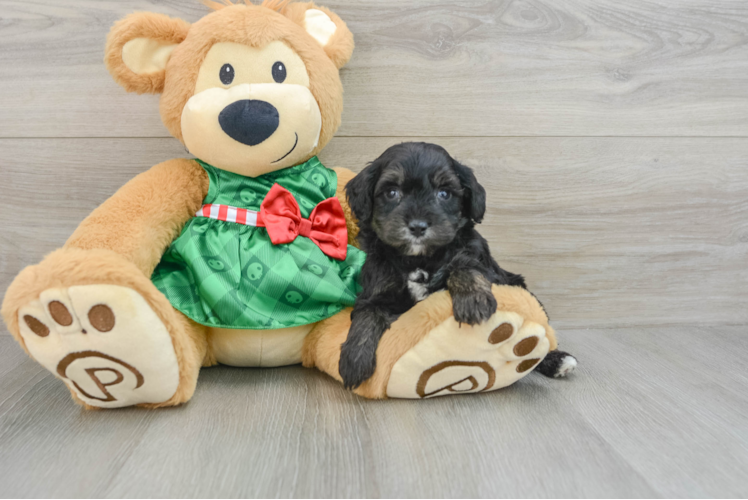 Meet Sisco - our Mini Aussiedoodle Puppy Photo 1/3 - Puppy Love PR Cute Mini Aussiedoodle Baby