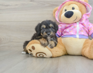 9 week old Mini Aussiedoodle Puppy For Sale - Puppy Love PR