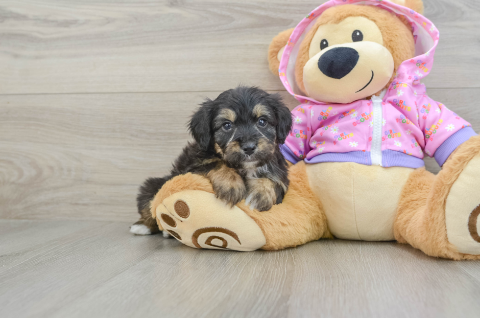 6 week old Mini Aussiedoodle Puppy For Sale - Puppy Love PR