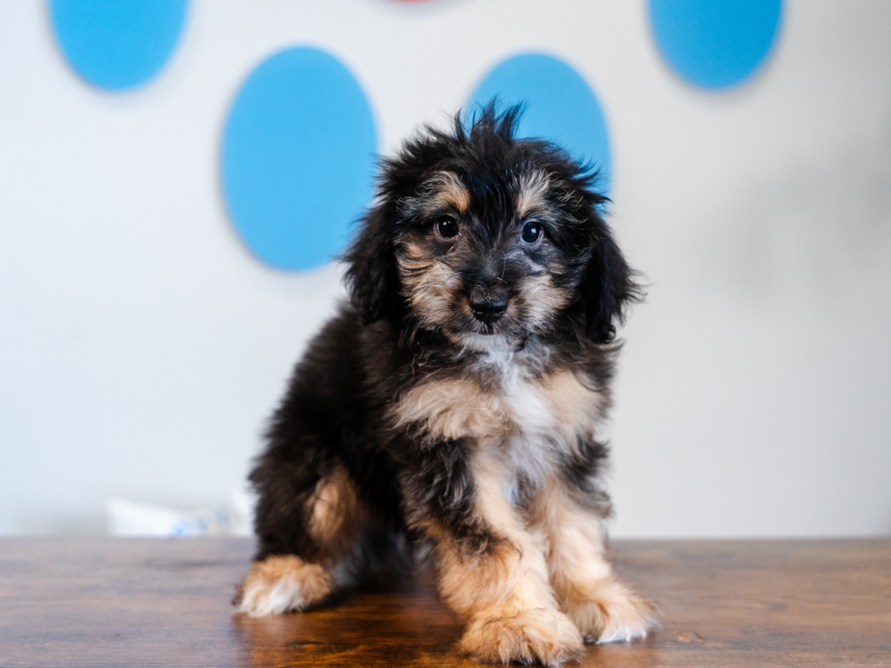 Best Mini Aussiedoodle Baby