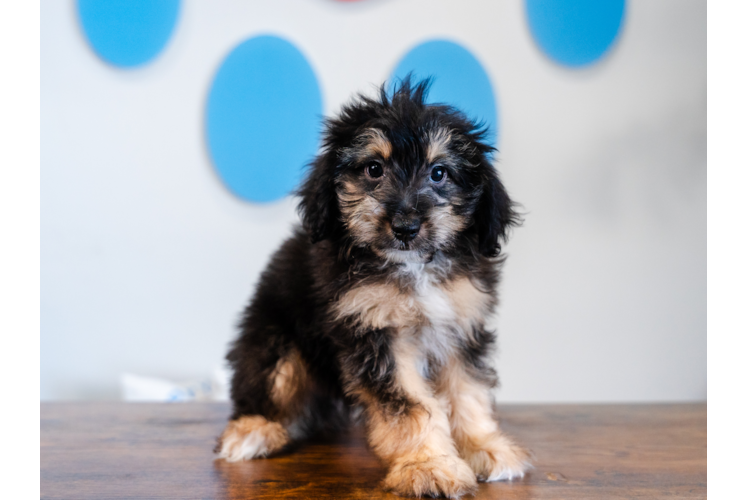 Meet Sisco - our Mini Aussiedoodle Puppy Photo 1/4 - Puppy Love PR Best Mini Aussiedoodle Baby
