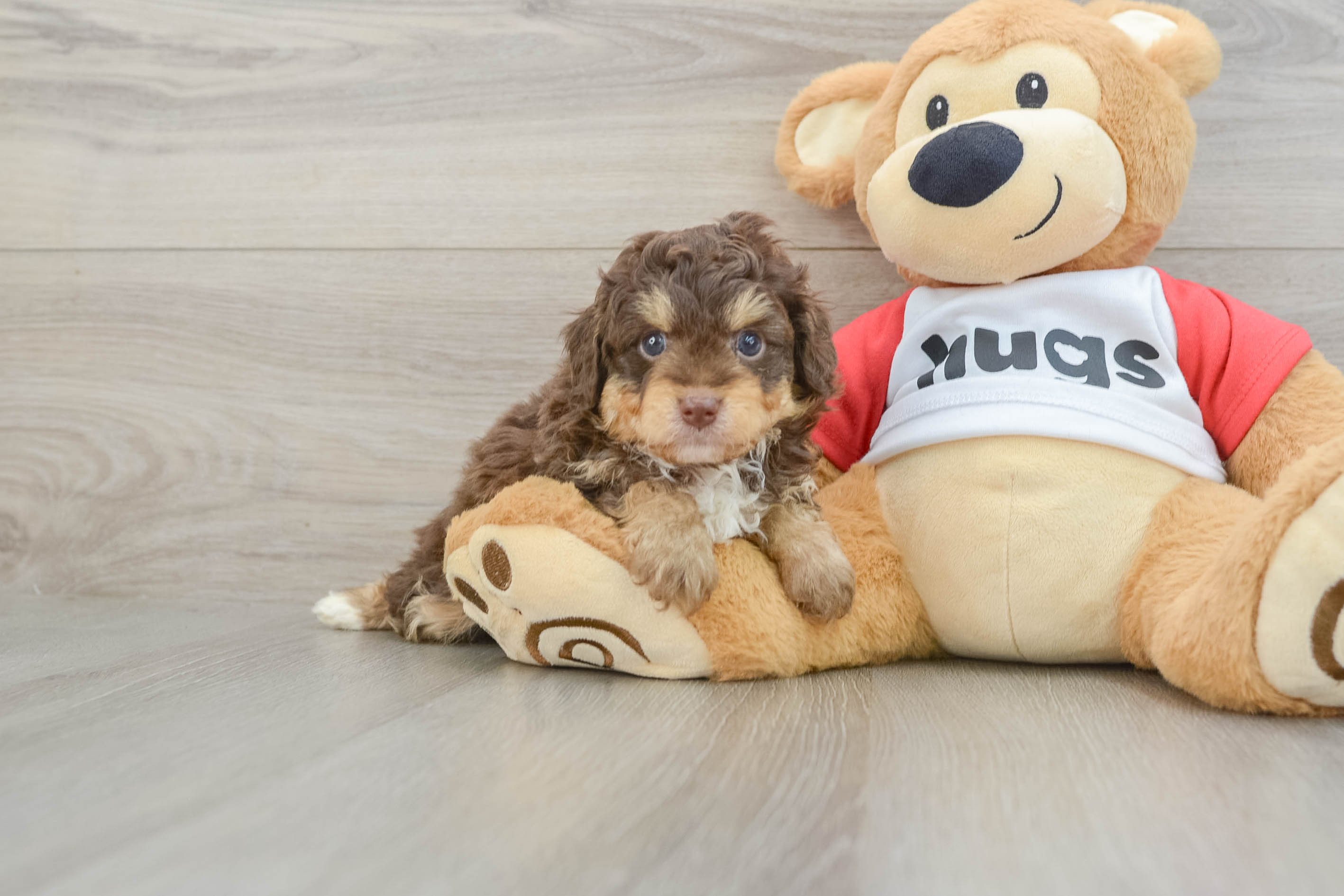 Mini Aussiedoodle Pup Being Cute