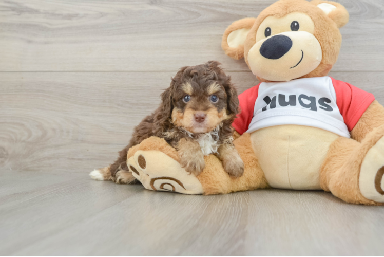 Mini Aussiedoodle Pup Being Cute
