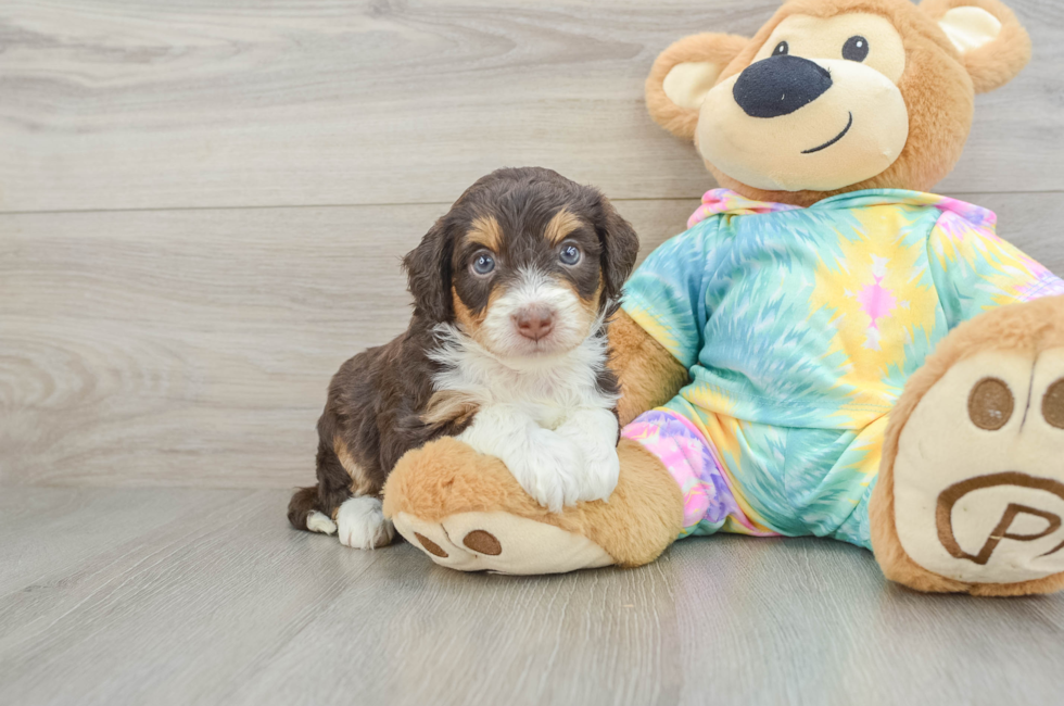 5 week old Mini Aussiedoodle Puppy For Sale - Puppy Love PR