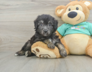 7 week old Mini Aussiedoodle Puppy For Sale - Puppy Love PR