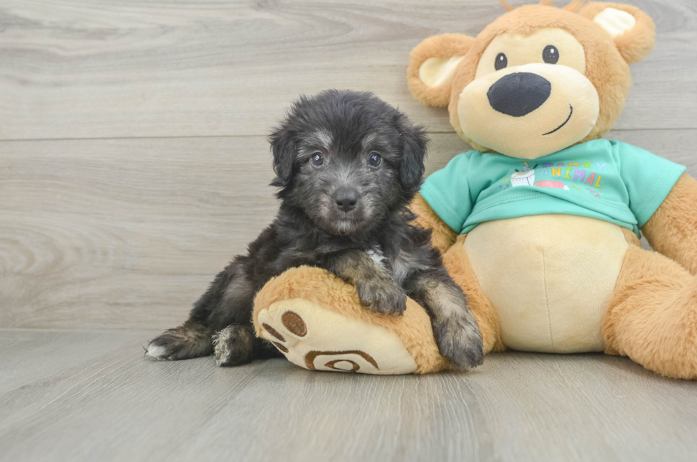 5 week old Mini Aussiedoodle Puppy For Sale - Puppy Love PR
