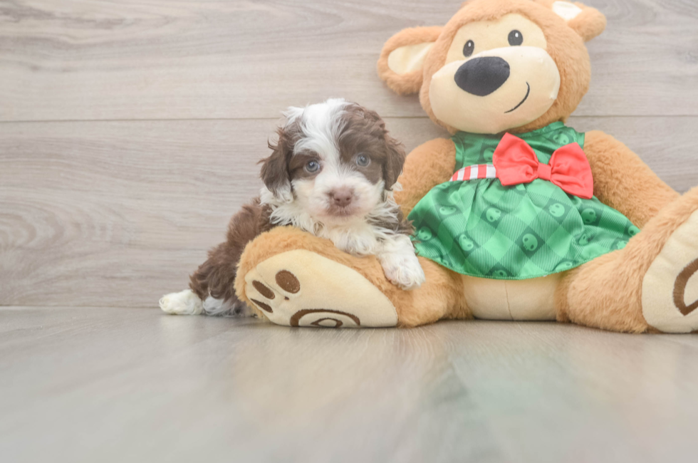 5 week old Mini Aussiedoodle Puppy For Sale - Puppy Love PR