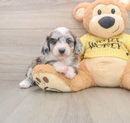 9 week old Mini Aussiedoodle Puppy For Sale - Puppy Love PR