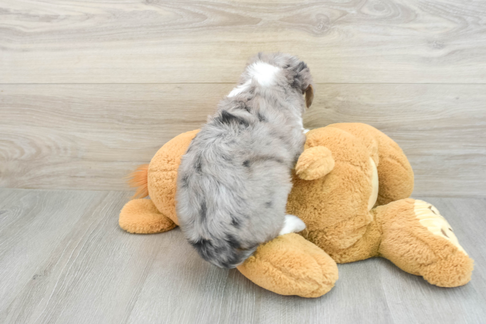 Small Mini Aussiedoodle Baby