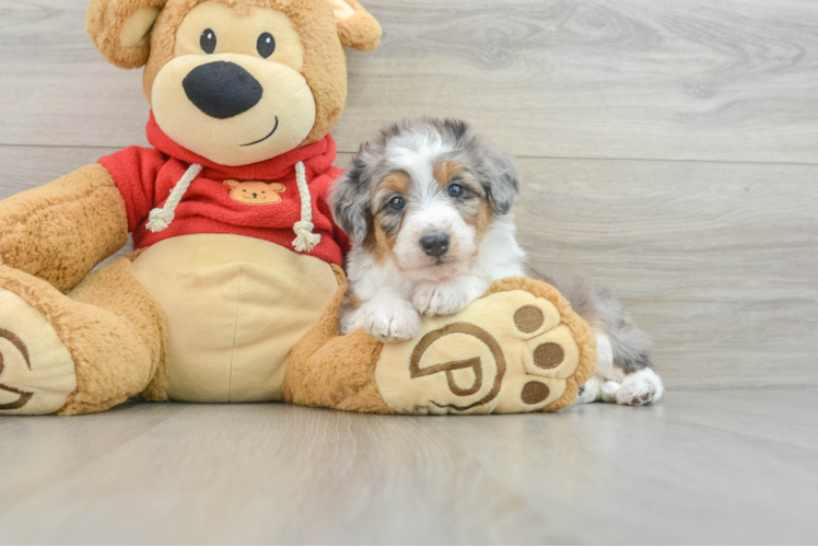 Little Mini Aussiepoo Poodle Mix Puppy