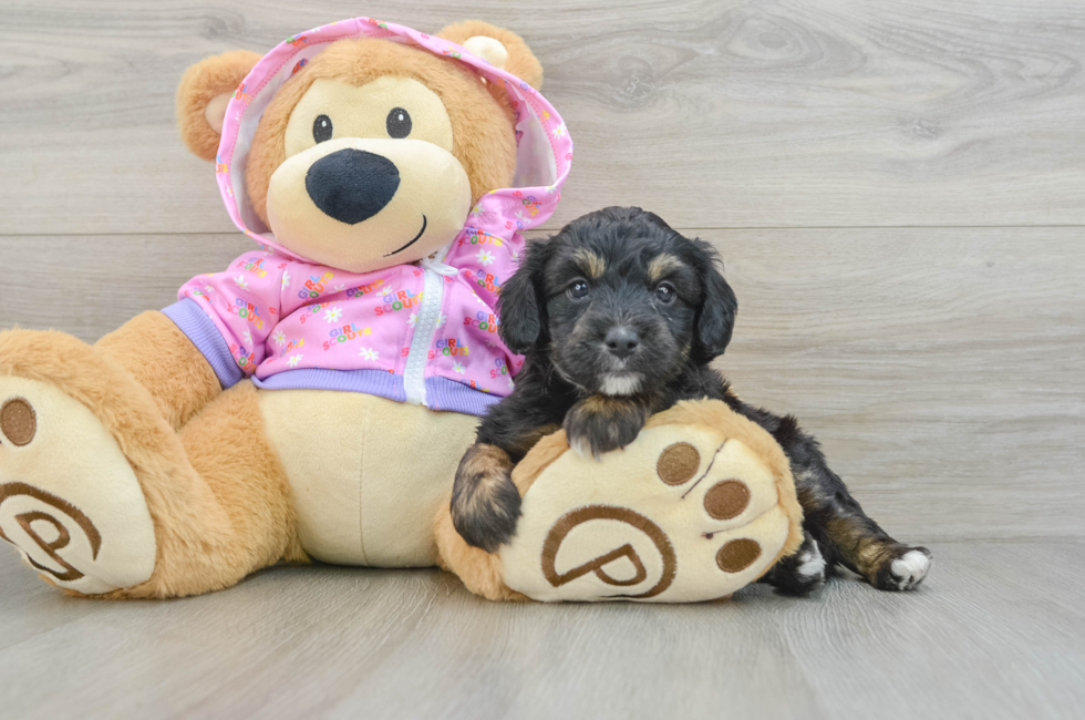 6 week old Mini Aussiedoodle Puppy For Sale - Puppy Love PR