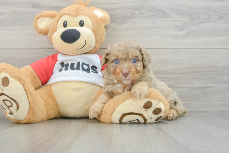 Best Mini Aussiedoodle Baby