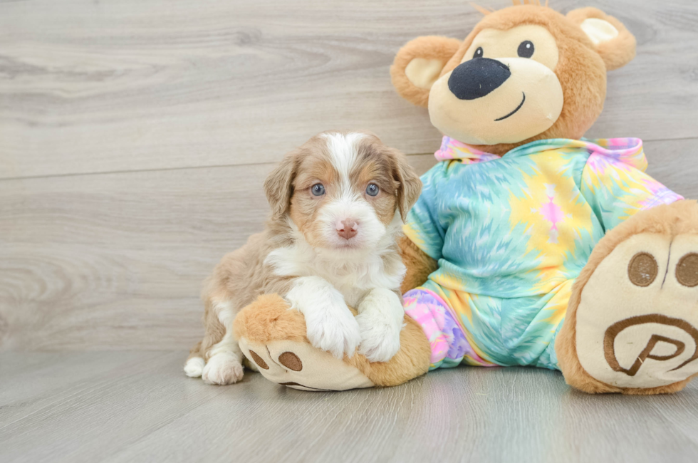 5 week old Mini Aussiedoodle Puppy For Sale - Puppy Love PR