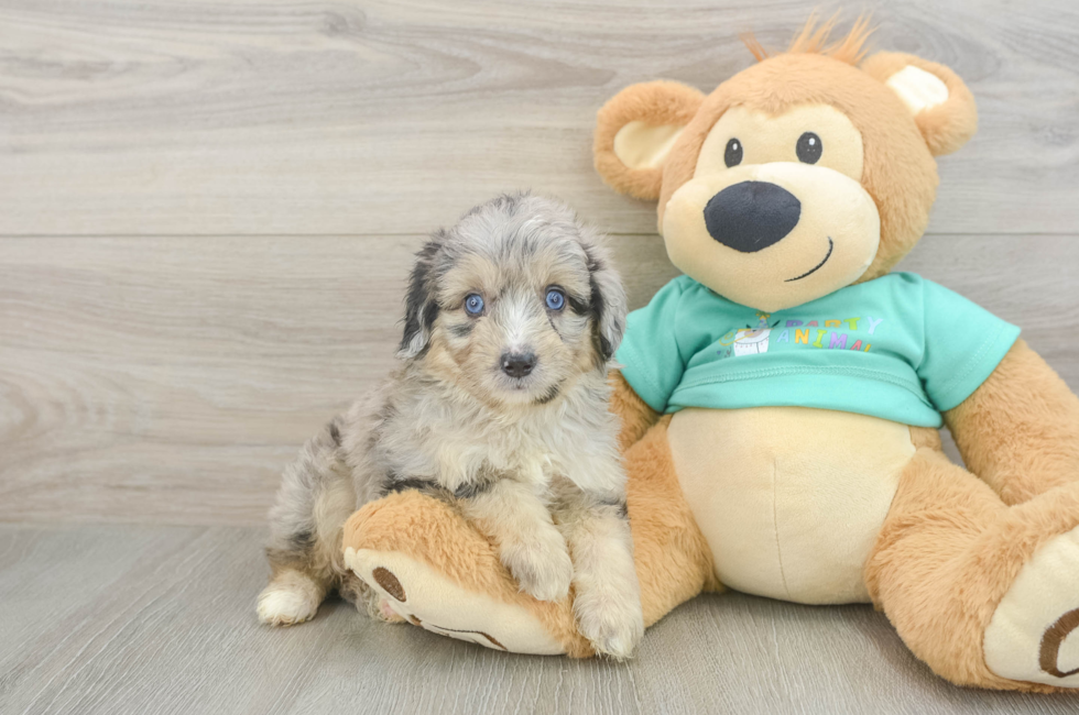 5 week old Mini Aussiedoodle Puppy For Sale - Puppy Love PR