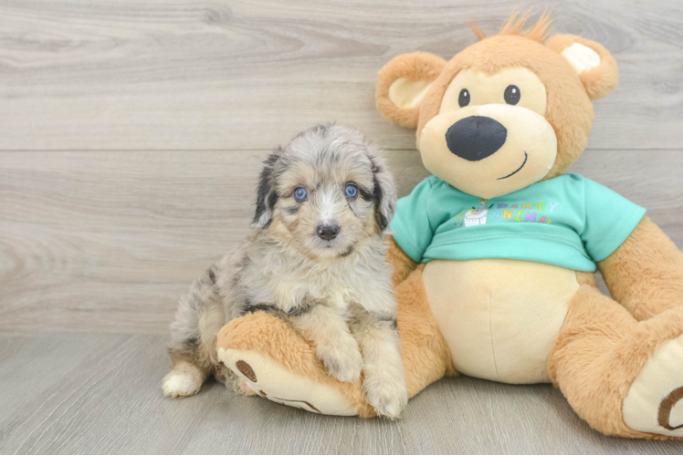 Meet Skywalker - our Mini Aussiedoodle Puppy Photo 1/3 - Puppy Love PR Mini Aussiedoodle Pup Being Cute
