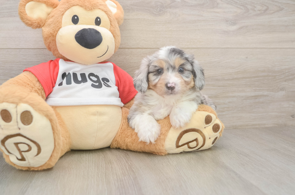 6 week old Mini Aussiedoodle Puppy For Sale - Puppy Love PR