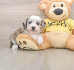 9 week old Mini Aussiedoodle Puppy For Sale - Puppy Love PR