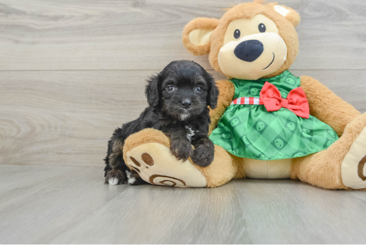 Meet Smokey - our Mini Aussiedoodle Puppy Photo 1/3 - Puppy Love PR Funny Mini Aussiedoodle Poodle Mix Pup