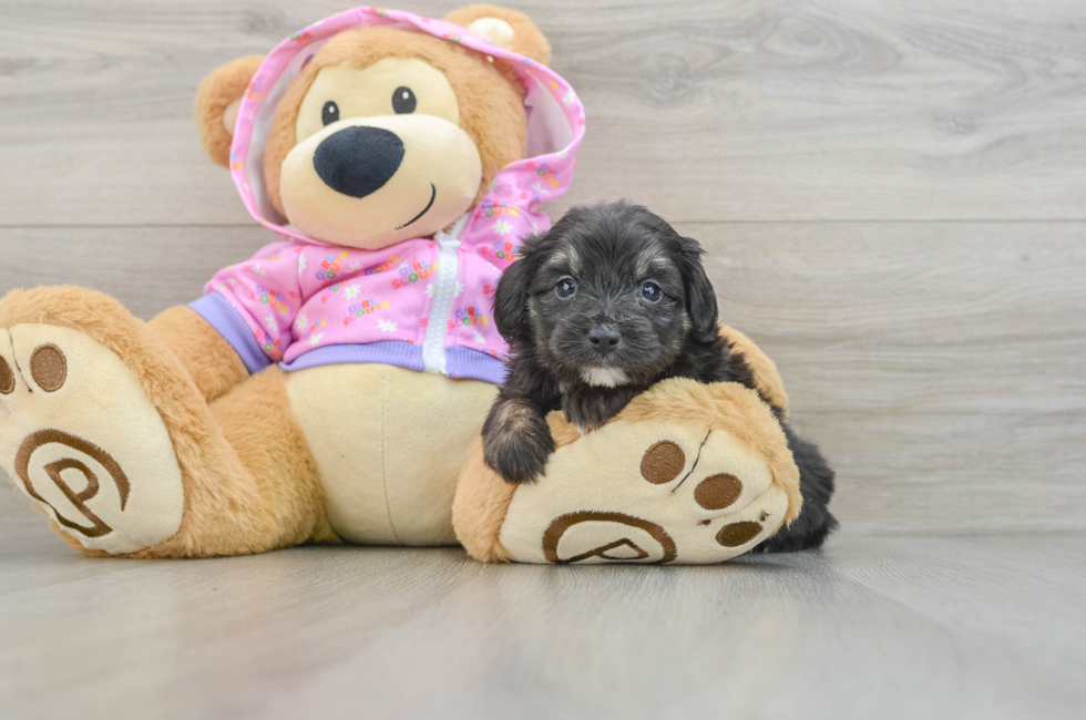 6 week old Mini Aussiedoodle Puppy For Sale - Puppy Love PR