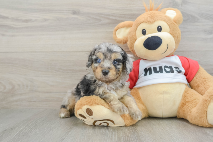 Mini Aussiedoodle Pup Being Cute