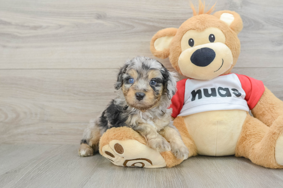 Mini Aussiedoodle Pup Being Cute