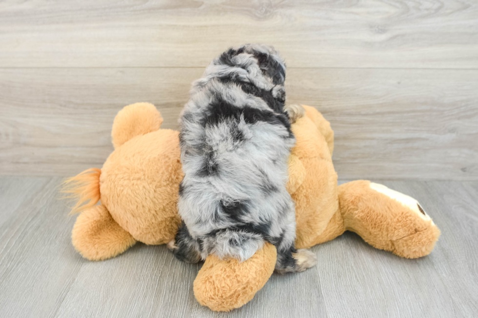 Best Mini Aussiedoodle Baby