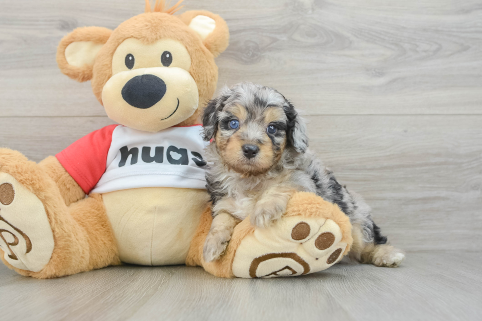 Funny Mini Aussiedoodle Poodle Mix Pup