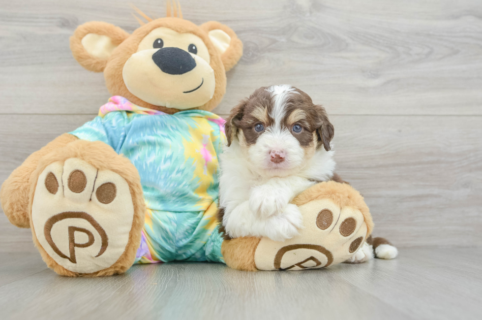 5 week old Mini Aussiedoodle Puppy For Sale - Puppy Love PR