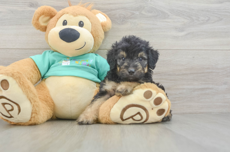 5 week old Mini Aussiedoodle Puppy For Sale - Puppy Love PR