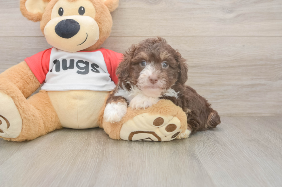 6 week old Mini Aussiedoodle Puppy For Sale - Puppy Love PR