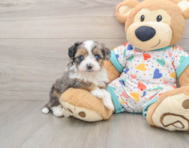 8 week old Mini Aussiedoodle Puppy For Sale - Puppy Love PR