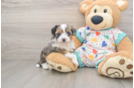 Petite Mini Aussiedoodle Poodle Mix Pup