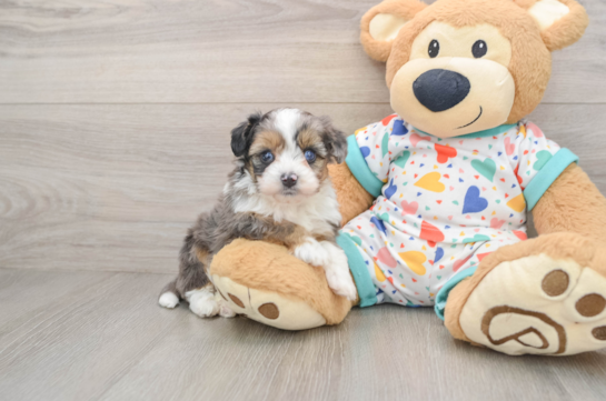 Petite Mini Aussiedoodle Poodle Mix Pup