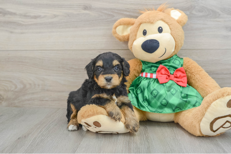 Meet Star Lord - our Mini Aussiedoodle Puppy Photo 1/3 - Puppy Love PR Best Mini Aussiedoodle Baby