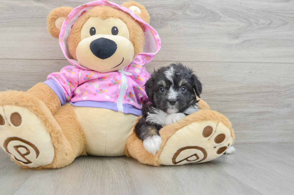 6 week old Mini Aussiedoodle Puppy For Sale - Puppy Love PR