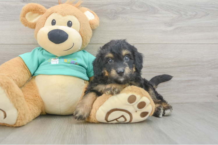 Energetic Aussie Poo Poodle Mix Puppy