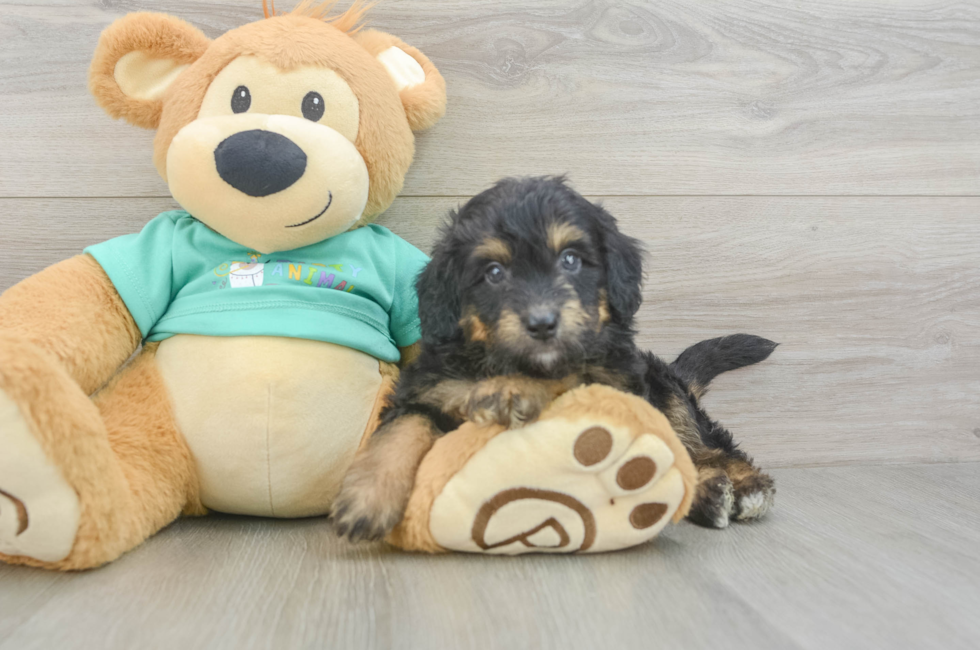 5 week old Mini Aussiedoodle Puppy For Sale - Puppy Love PR