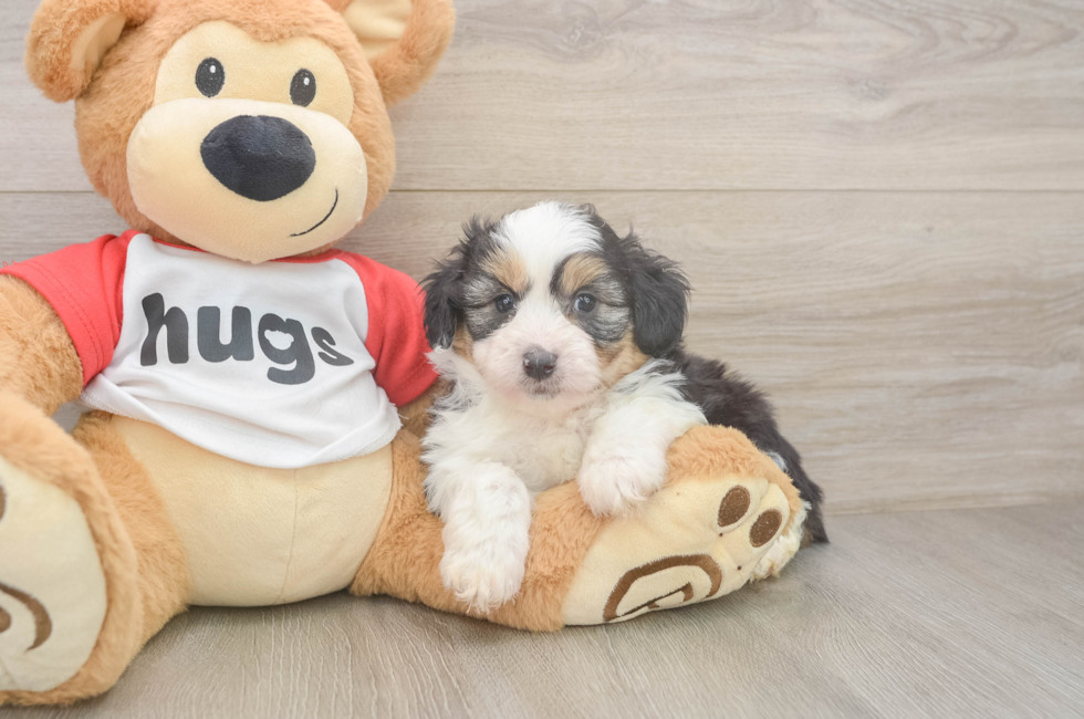 6 week old Mini Aussiedoodle Puppy For Sale - Puppy Love PR